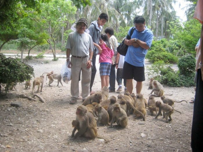 Bạn có thể lựa chọn tour du lịch thăm đảo khỉ ở Vườn Quốc Gia Cát Bà